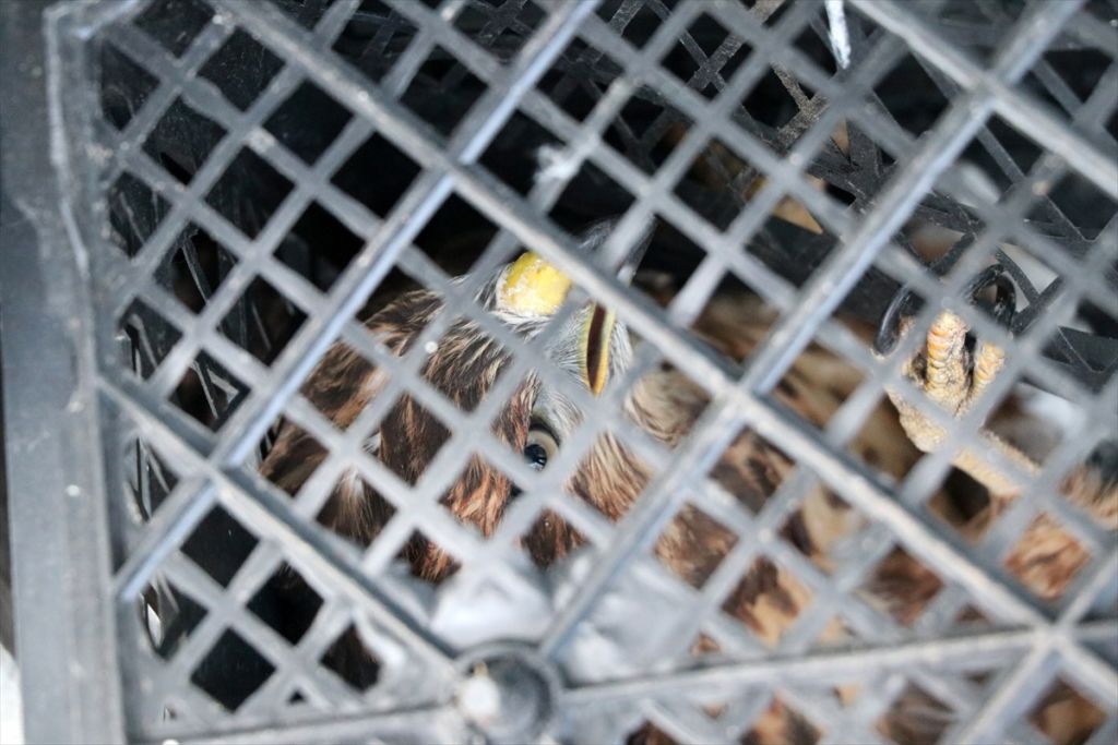 Dikenli tellere takılan şahini orman işçileri kurtardı