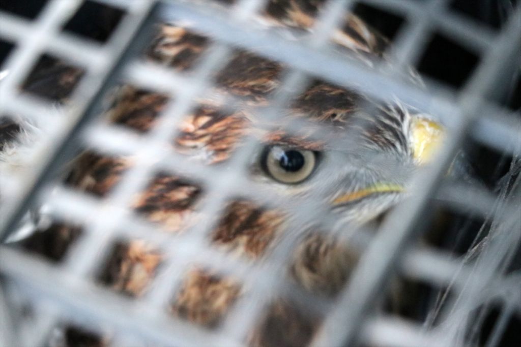 Dikenli tellere takılan şahini orman işçileri kurtardı