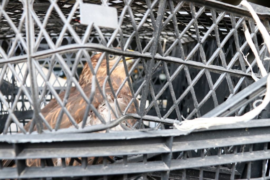 Dikenli tellere takılan şahini orman işçileri kurtardı