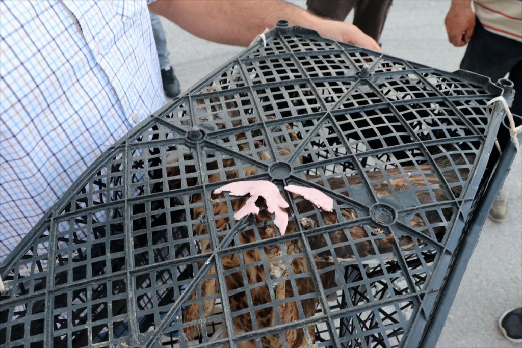 Dikenli tellere takılan şahini orman işçileri kurtardı