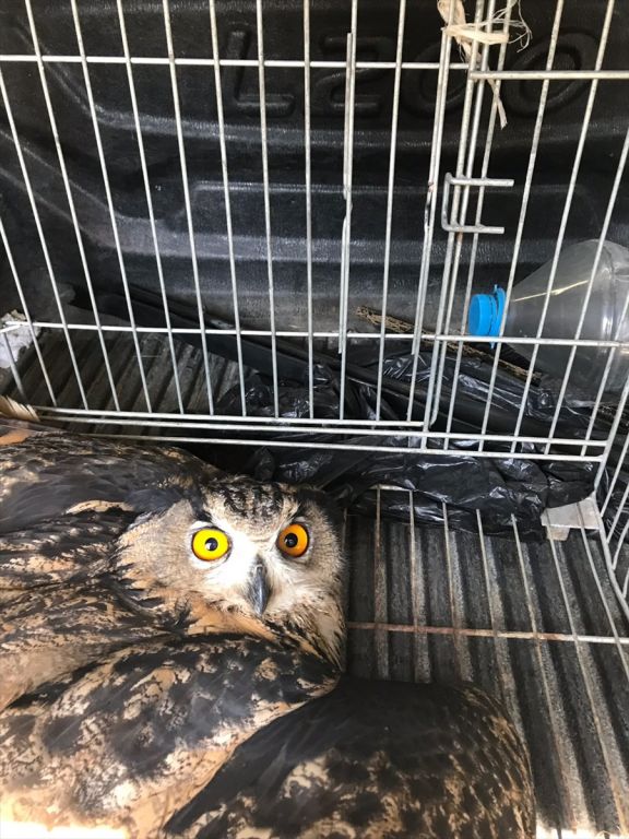 Yaralı puhu kuşu tedavi edildi