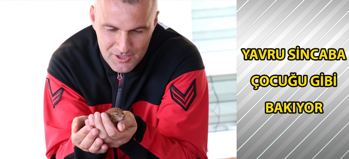 Yavru sincaba çocuğu gibi bakıyor
