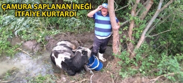 Çamura saplanan ineği itfaiye kurtardı