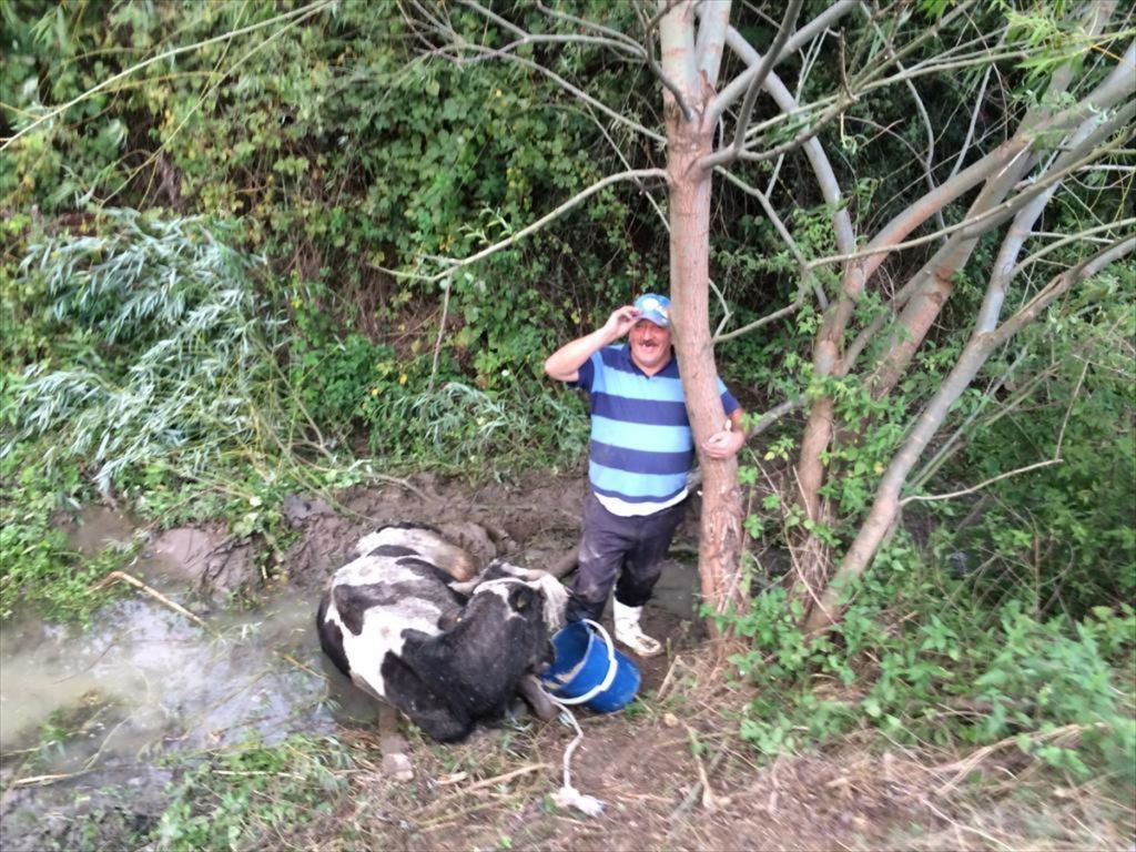 Çamura saplanan ineği itfaiye kurtardı
