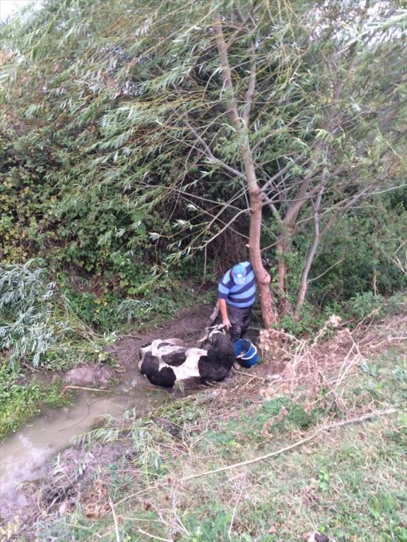 Çamura saplanan ineği itfaiye kurtardı