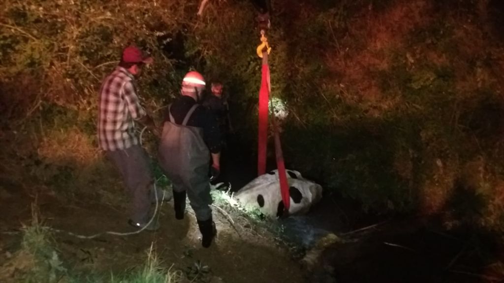 Dereye düşen ineği itfaiye kurtardı