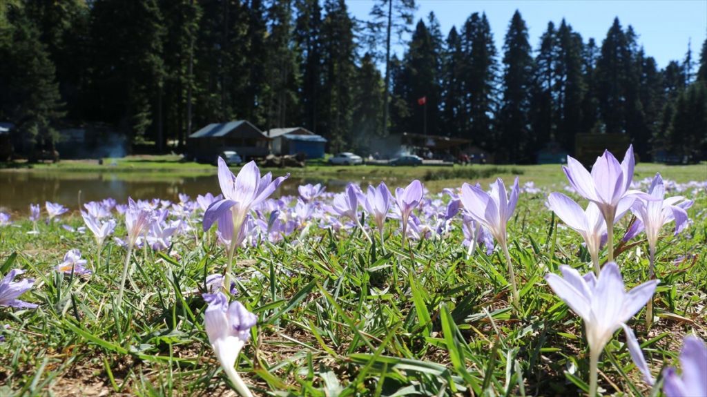 Mudurnu'da yayla turizmine yoğun ilgi
