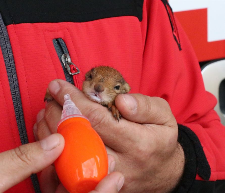Yavru sincaba çocuğu gibi bakıyor
