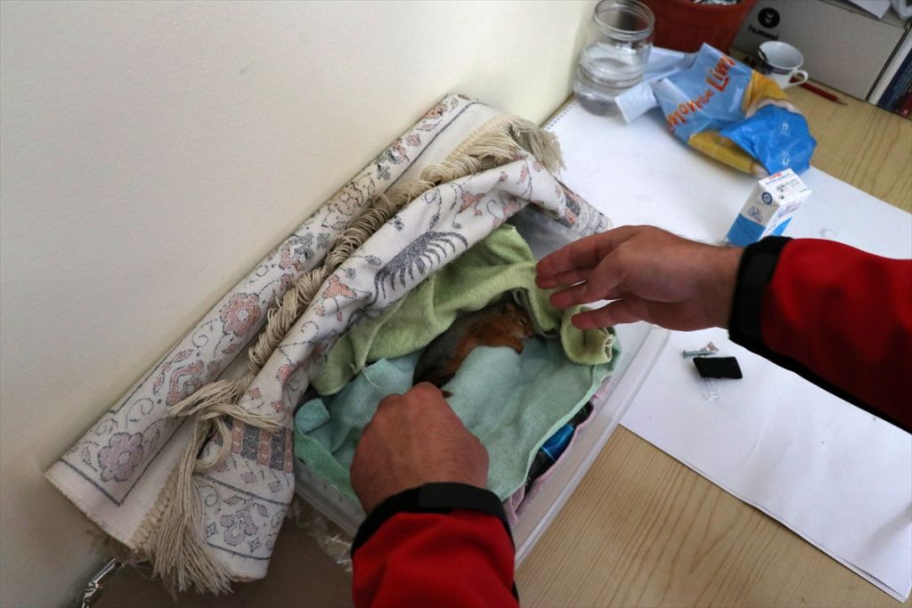 Yavru sincaba çocuğu gibi bakıyor