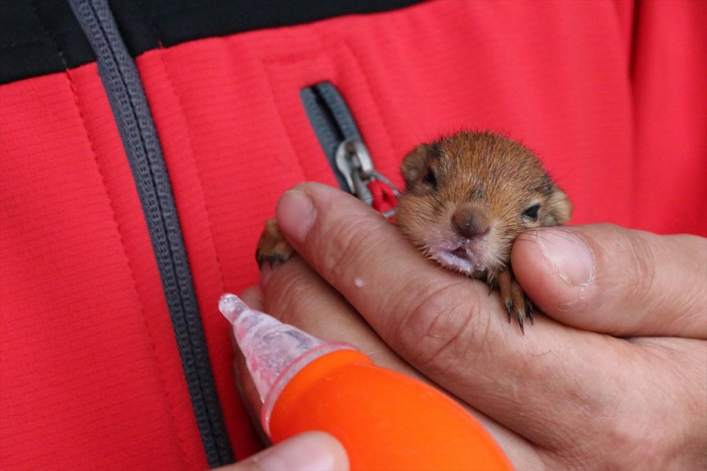 Yavru sincaba çocuğu gibi bakıyor