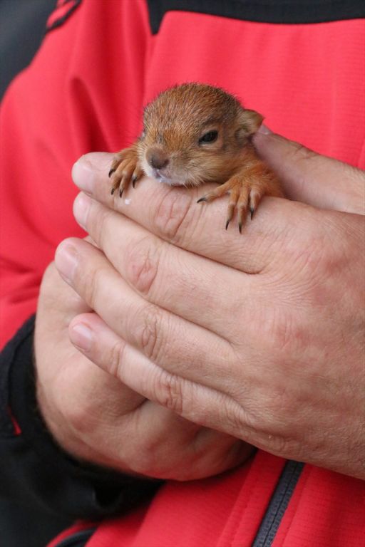 Yavru sincaba çocuğu gibi bakıyor