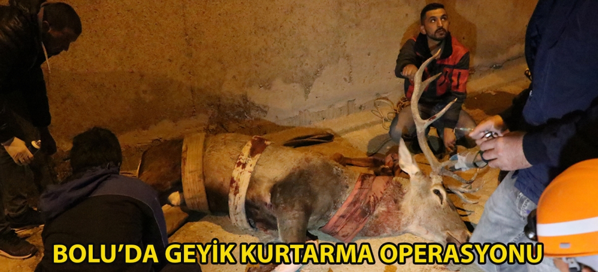 Bolu'da geyik kurtarma operasyonu
