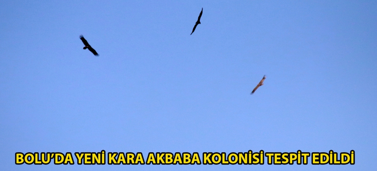 Bolu'da yeni kara akbaba kolonisi tespit edildi