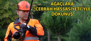 Ağaçlara "cerrah hassasiyeti"yle dokunuş