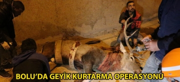 Bolu'da geyik kurtarma operasyonu