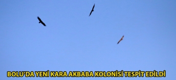 Bolu'da yeni kara akbaba kolonisi tespit edildi