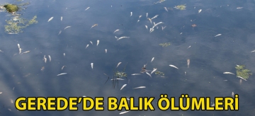 Gerede'de balık ölümleri
