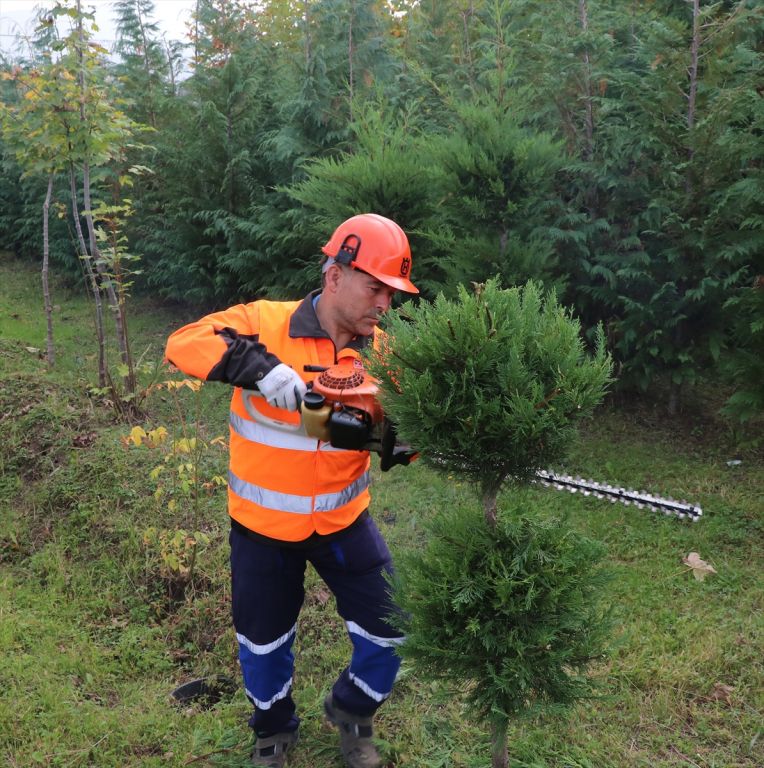 Ağaçlara "cerrah hassasiyeti"yle dokunuş