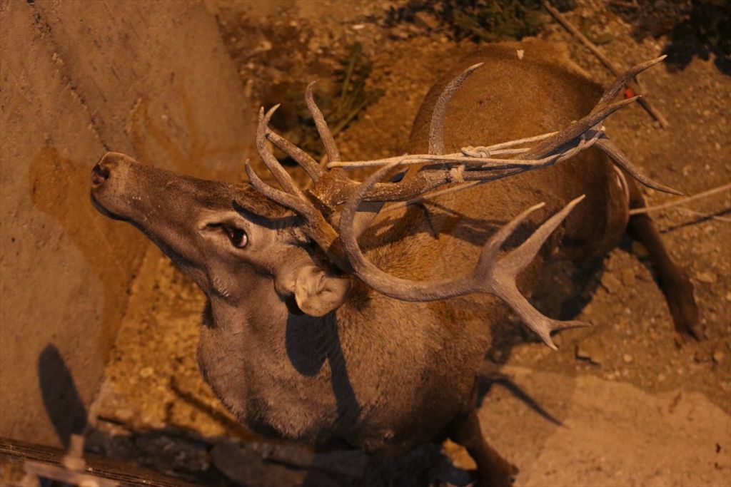 Bolu'da geyik kurtarma operasyonu
