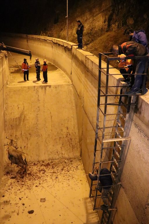 Bolu'da geyik kurtarma operasyonu