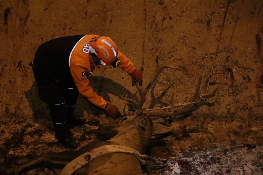 Bolu'da geyik kurtarma operasyonu