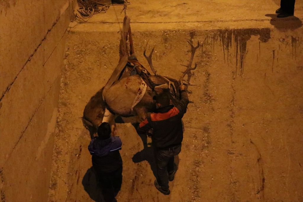 Bolu'da geyik kurtarma operasyonu