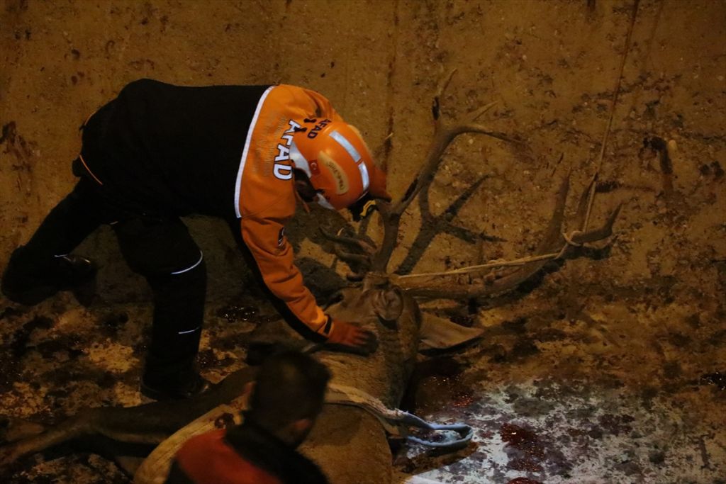 Bolu'da geyik kurtarma operasyonu