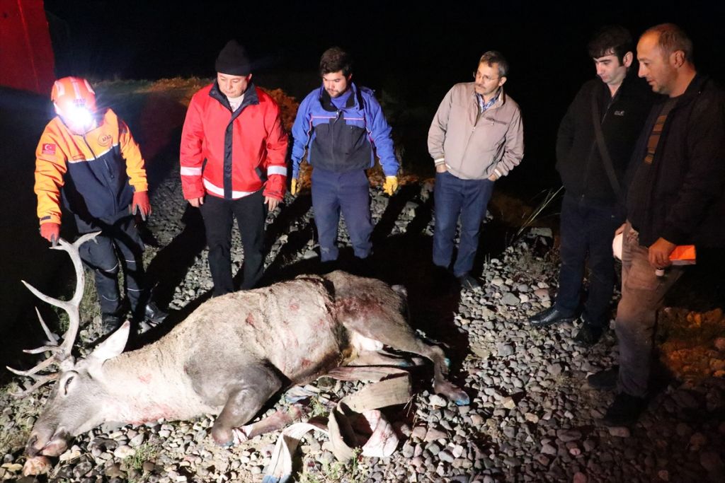 Bolu'da geyik kurtarma operasyonu