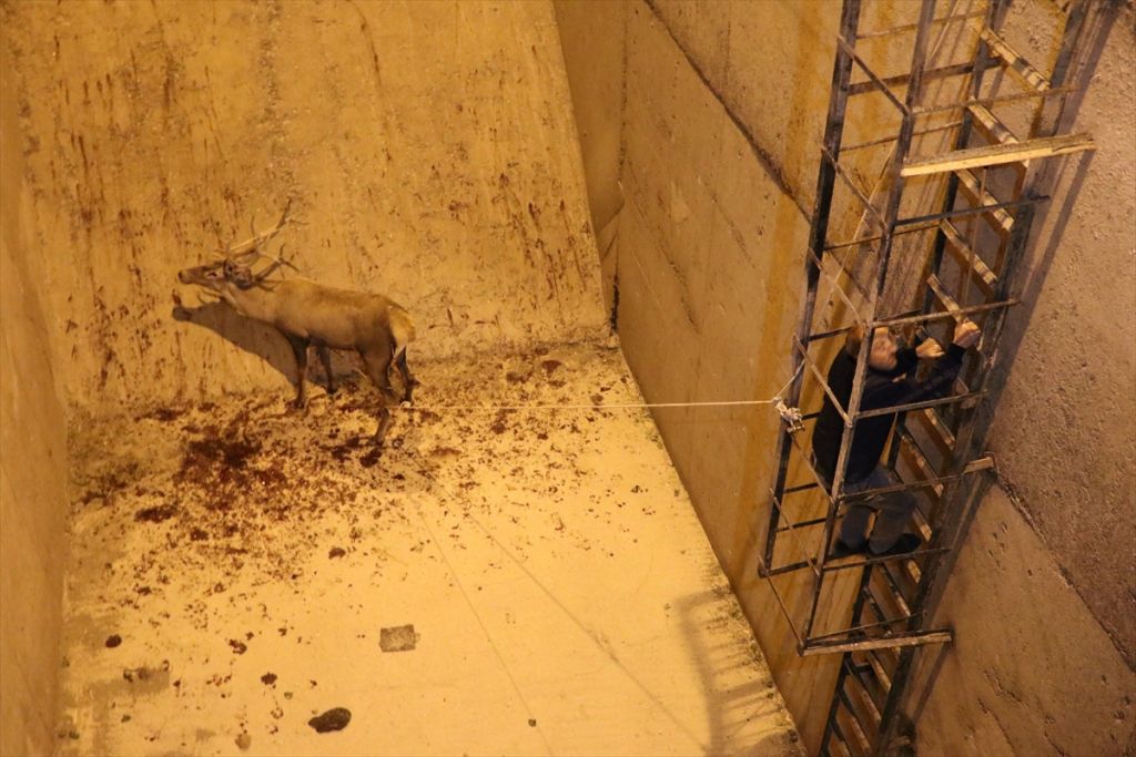 Bolu'da geyik kurtarma operasyonu