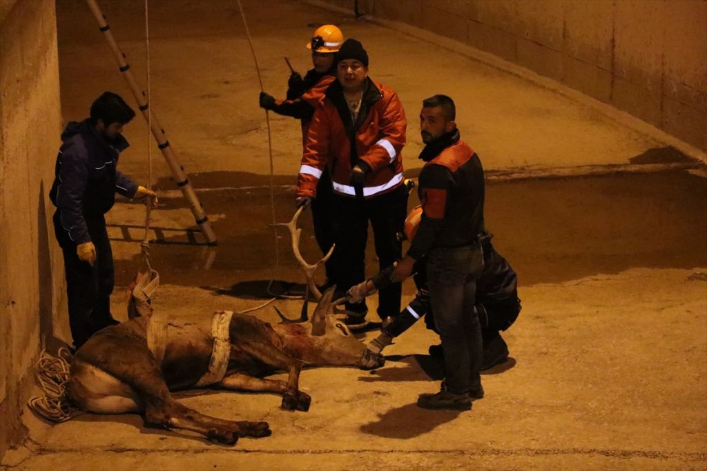 Bolu'da geyik kurtarma operasyonu