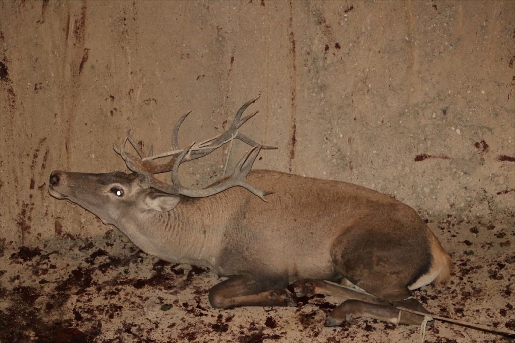 Bolu'da geyik kurtarma operasyonu