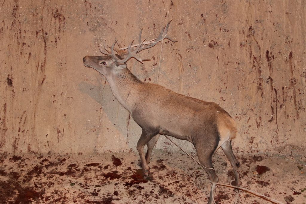 Bolu'da geyik kurtarma operasyonu
