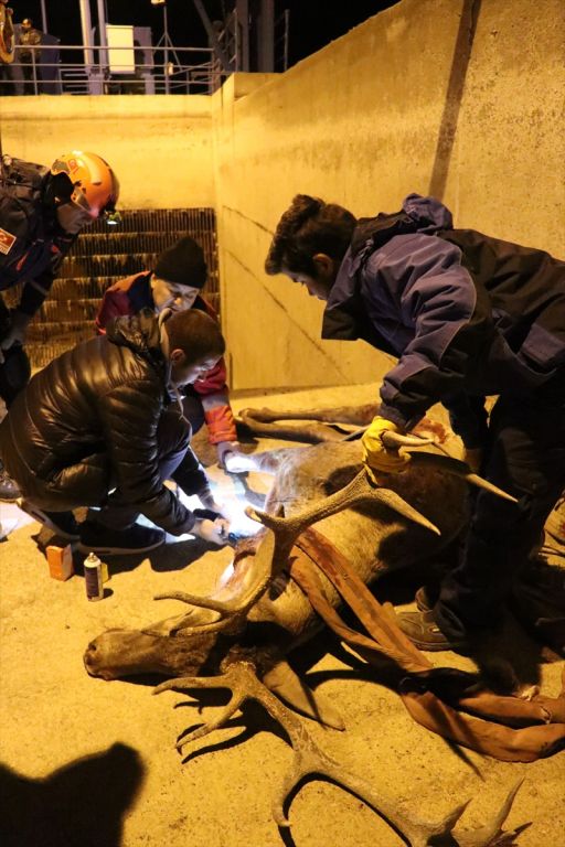 Bolu'da geyik kurtarma operasyonu