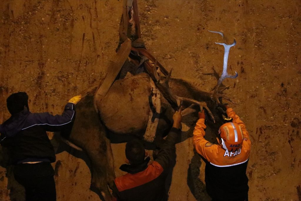 Bolu'da geyik kurtarma operasyonu