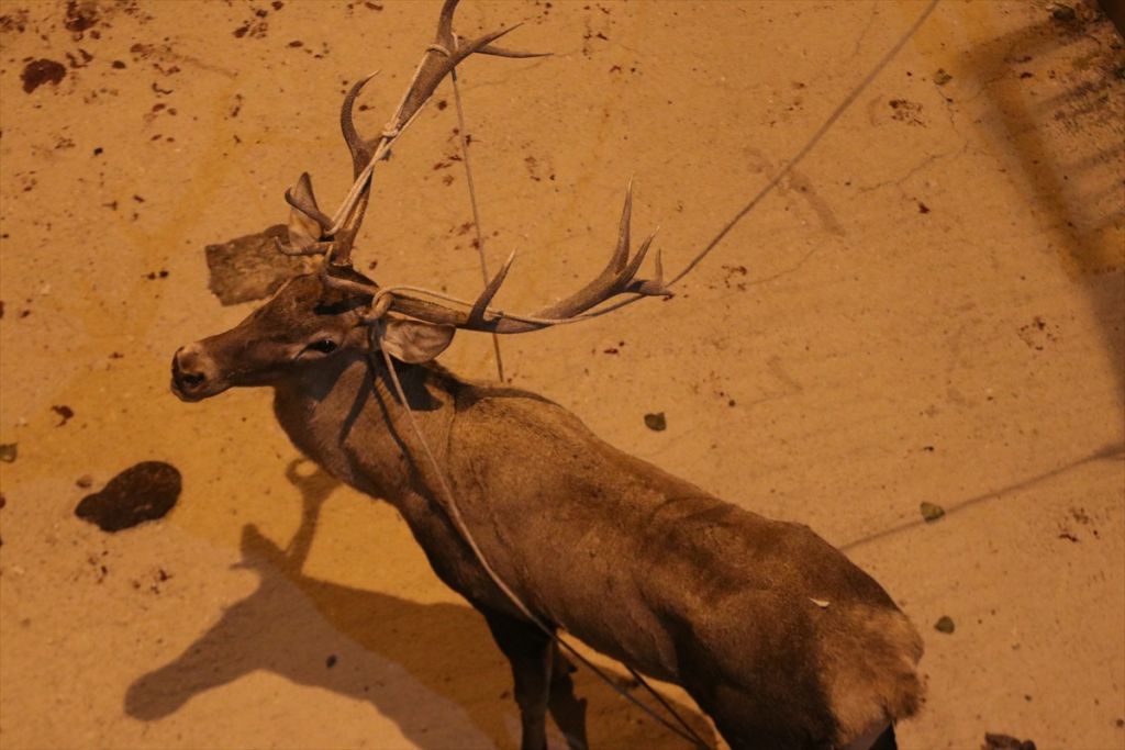 Bolu'da geyik kurtarma operasyonu