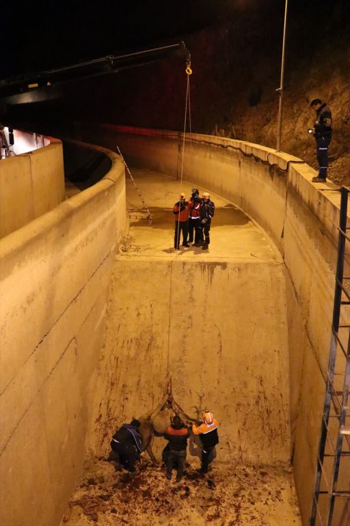Bolu'da geyik kurtarma operasyonu