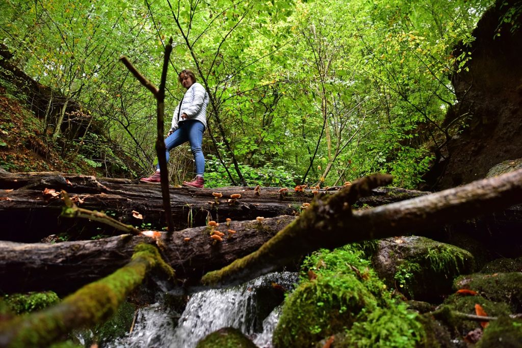 Bolu'da sonbahar tonları