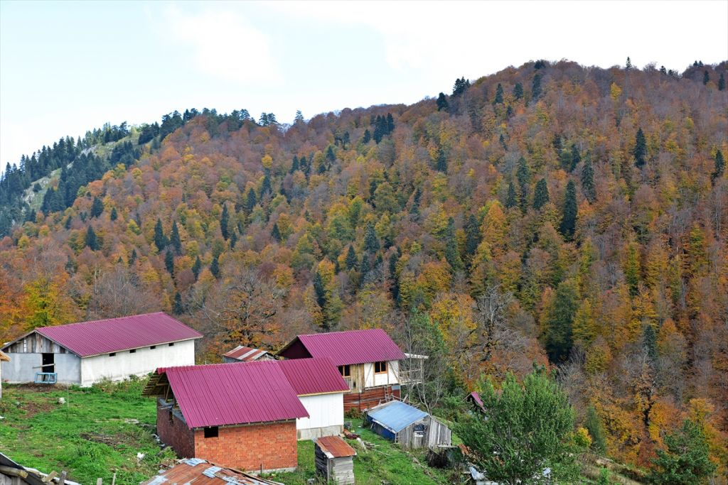 Bolu'da sonbahar tonları