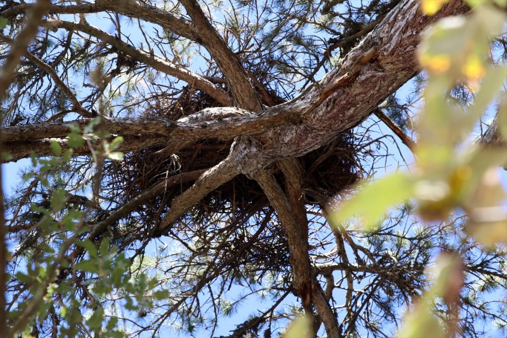 Bolu'da yeni kara akbaba kolonisi tespit edildi