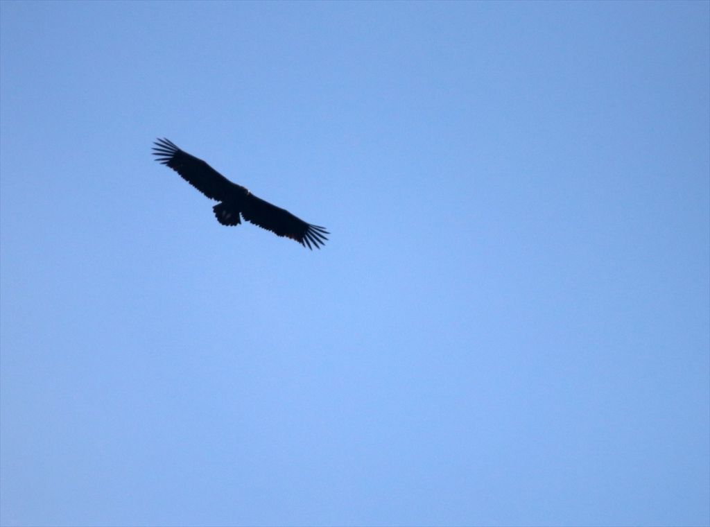 Bolu'da yeni kara akbaba kolonisi tespit edildi
