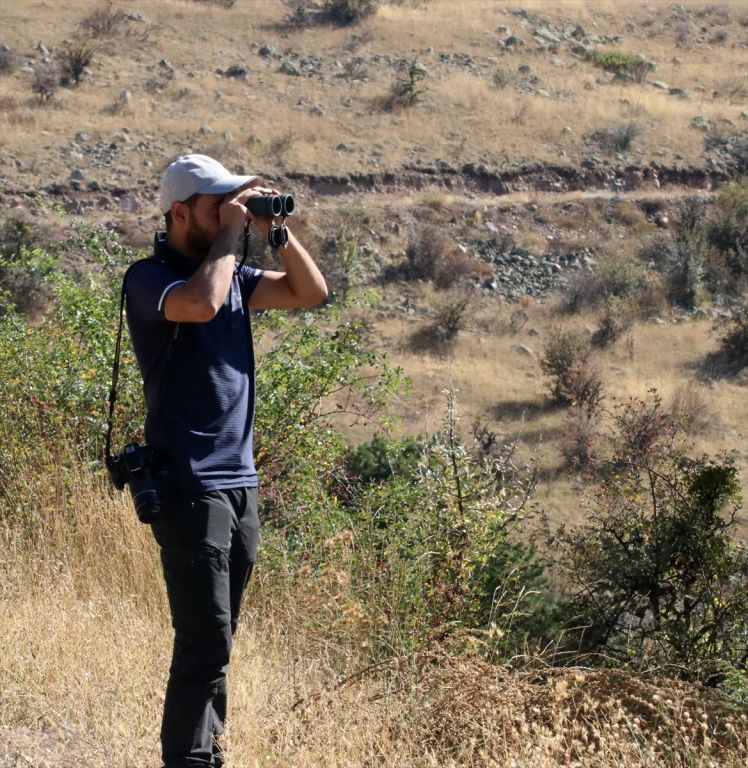 Bolu'da yeni kara akbaba kolonisi tespit edildi