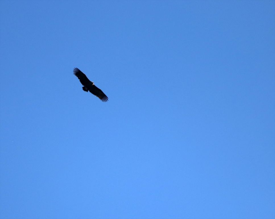 Bolu'da yeni kara akbaba kolonisi tespit edildi