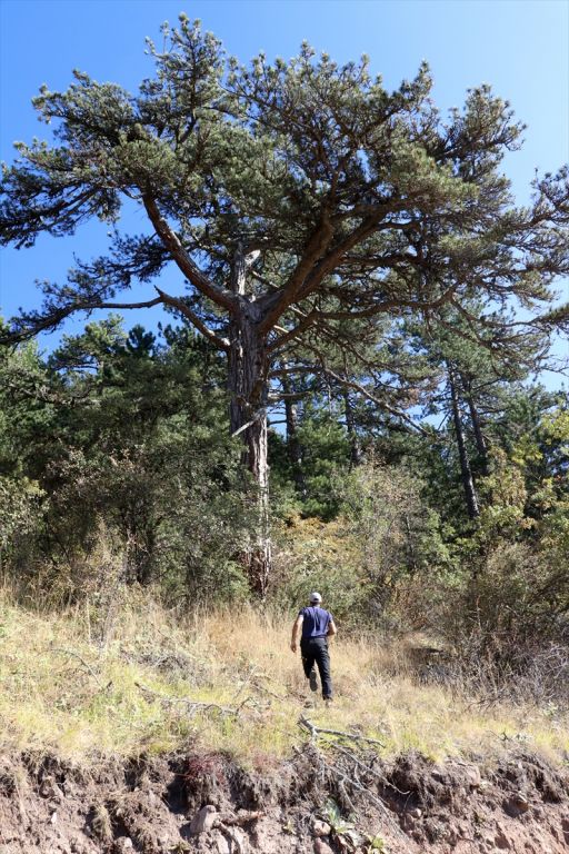 Bolu'da yeni kara akbaba kolonisi tespit edildi