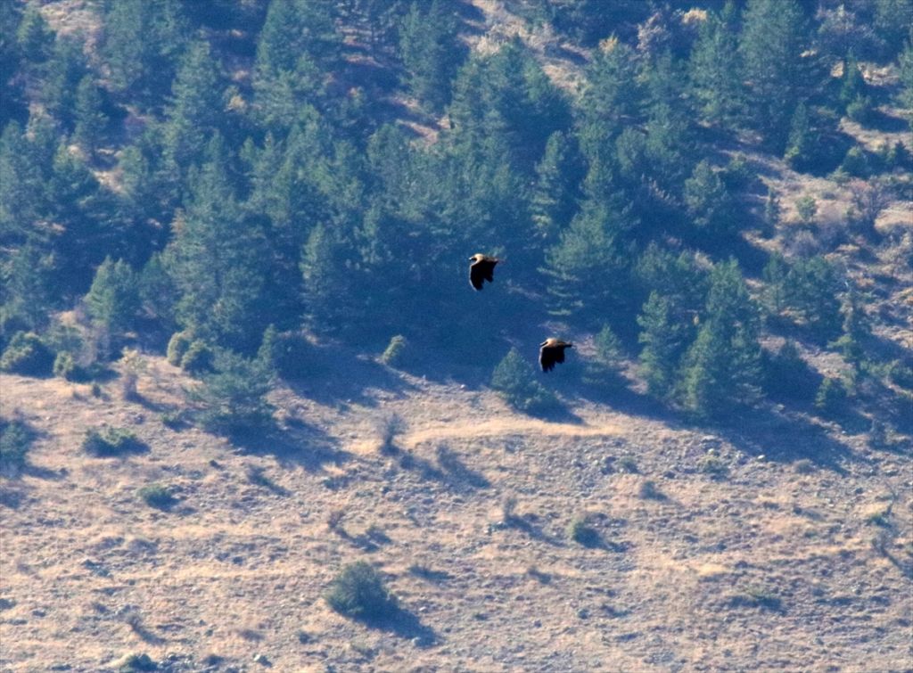 Bolu'da yeni kara akbaba kolonisi tespit edildi