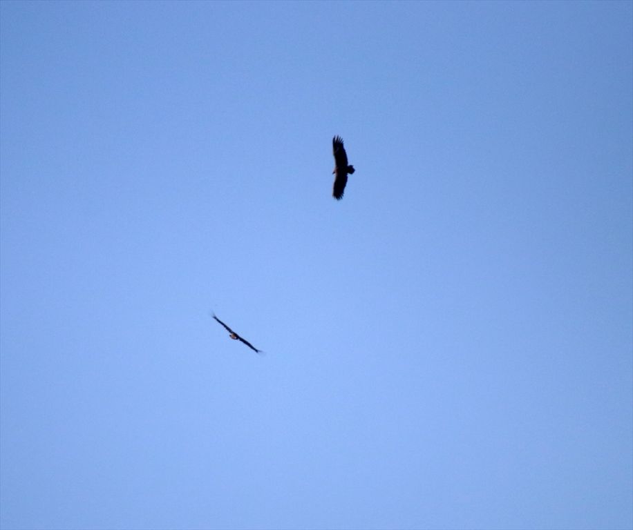 Bolu'da yeni kara akbaba kolonisi tespit edildi