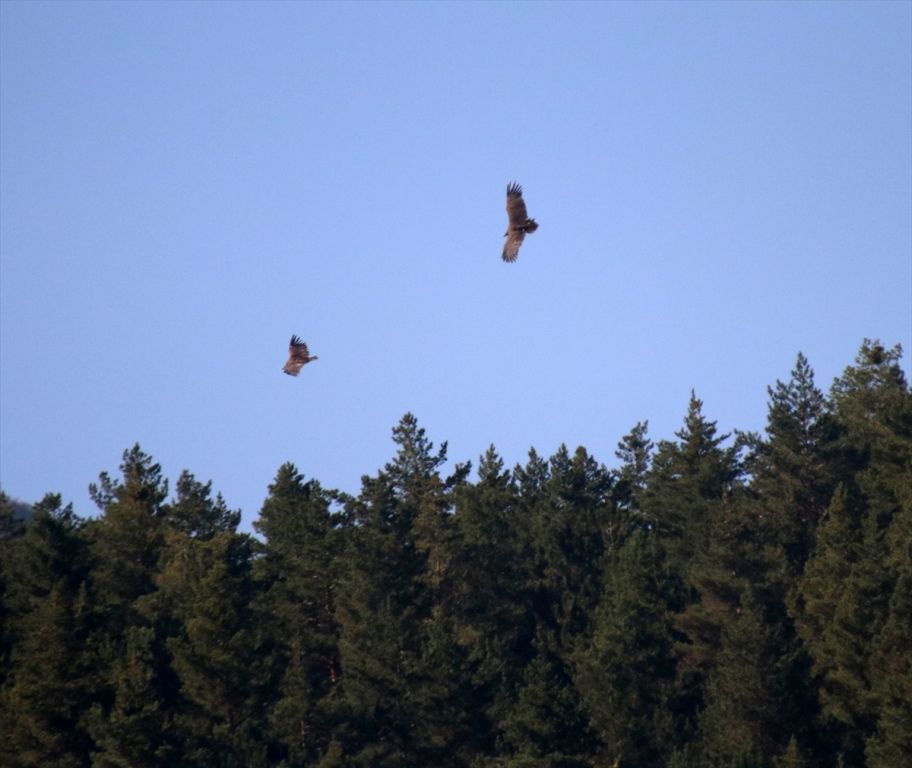 Bolu'da yeni kara akbaba kolonisi tespit edildi