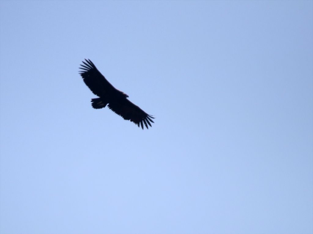 Bolu'da yeni kara akbaba kolonisi tespit edildi