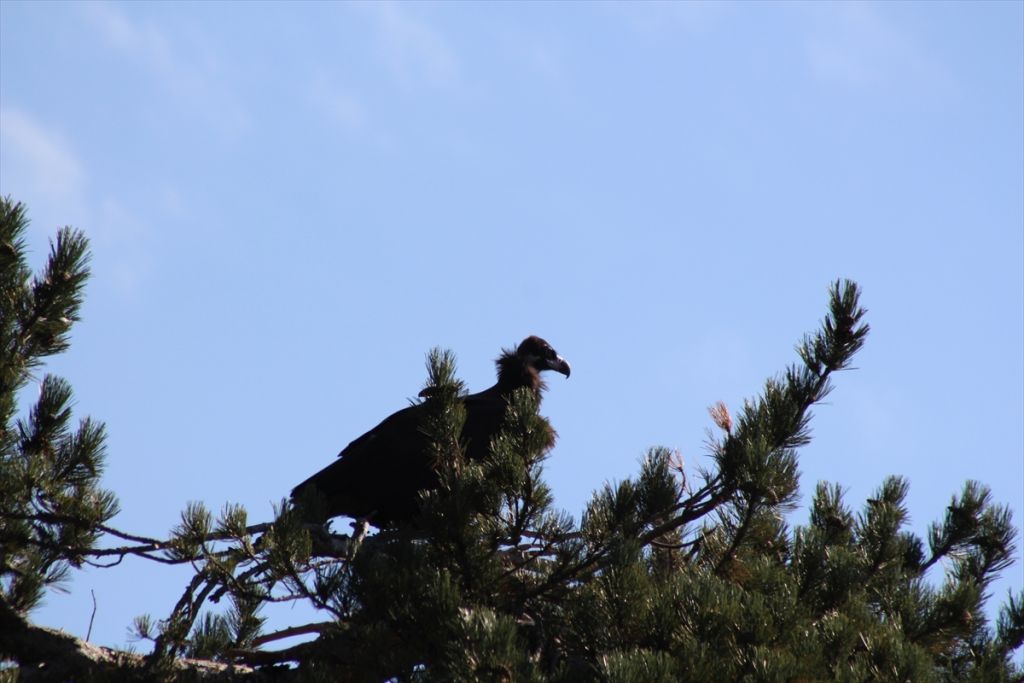 Bolu'da yeni kara akbaba kolonisi tespit edildi