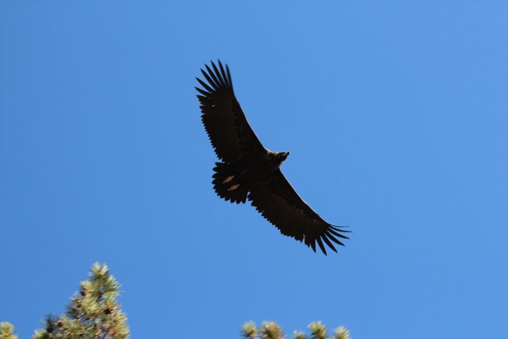 Bolu'da yeni kara akbaba kolonisi tespit edildi