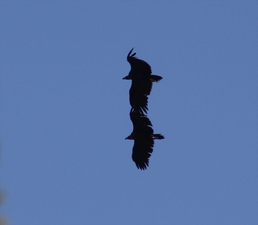 Bolu'da yeni kara akbaba kolonisi tespit edildi